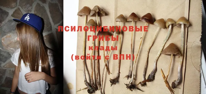 Псилоцибиновые грибы Cubensis  Дно 